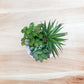 Arranged Green Succulent in a Cement Bowl